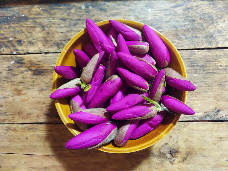 Foraging 🌸 Magnolia Blossoms + 10 Edible Recipes