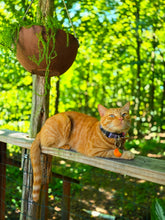 Load image into Gallery viewer, Orange cat relaxing beside Hummingbird Haven in the forest at Wild Indigo Forest Farm