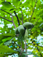 Load image into Gallery viewer, Pawpaw pulp prepared for culinary use from Wild Indigo Forest Farm