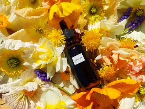 Dandelion Extract
