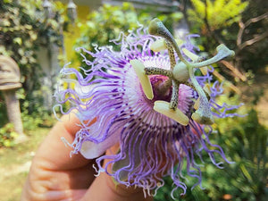 Passionflower Extract